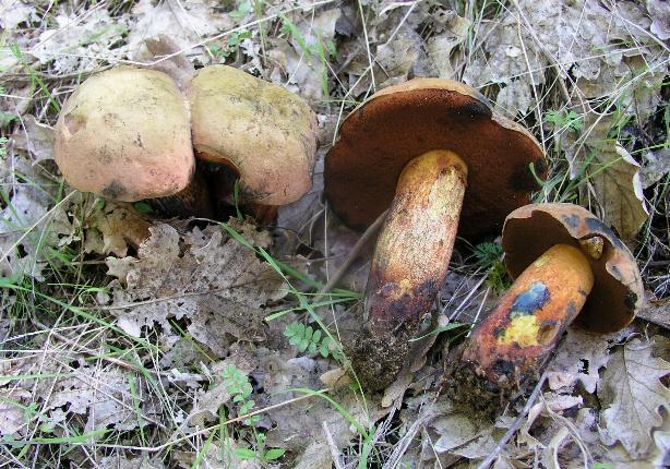 Un quiz ...facile....Boletus